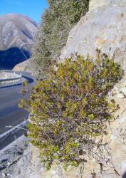 Veronica raoulii. Habit. Porter’s Pass, Canterbury.
 Image: P.J. Garnock-Jones © P.J. Garnock-Jones CC-BY-NC 3.0 NZ